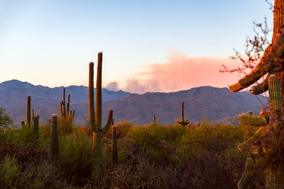 Cactus growing on field against sky during sunset