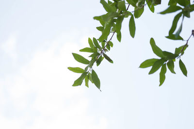 Close-up of insect on plant