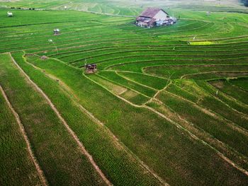 Aerial panorama of agrarian rice fields landscape like a terraced rice fields ubud bali indonesia