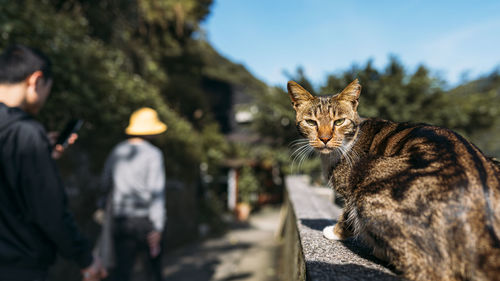 Portrait of cat sitting on retaining wall