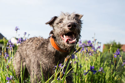 Dog with mouth open standing in flowers