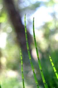 Close-up of fresh green plant