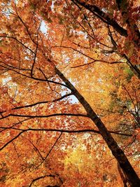 Low angle view of maple tree