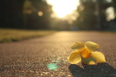 Close-up of yellow flowering plant during sunset