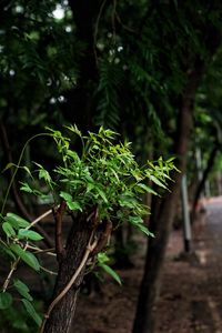 Close-up of fresh green plant