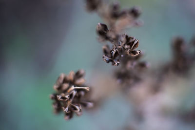 Close-up of wilted plant