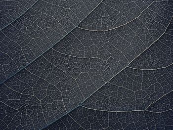 Macro shot of vein leaves texture