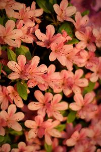 Close-up of pink flowers