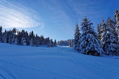 Snow covered pine trees against blue sky