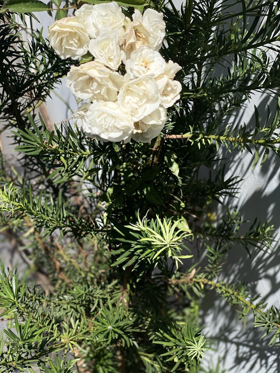 CLOSE-UP OF FRESH WHITE FLOWER PLANT WITH TREE