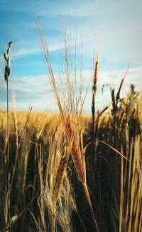 Close-up of wheat growing in field