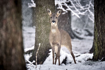 Deer standing on tree trunk during winter
