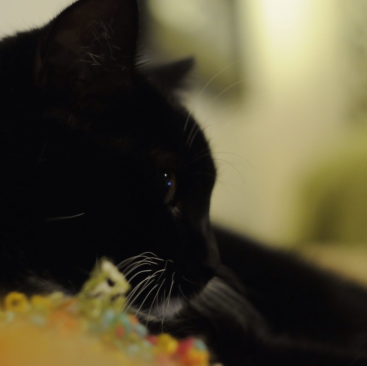 one animal, animal themes, pets, domestic cat, indoors, domestic animals, cat, mammal, close-up, focus on foreground, feline, selective focus, whisker, looking away, portrait, relaxation, animal head, home interior, black color