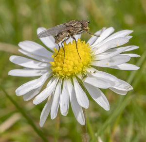 Close-up of insect on flower