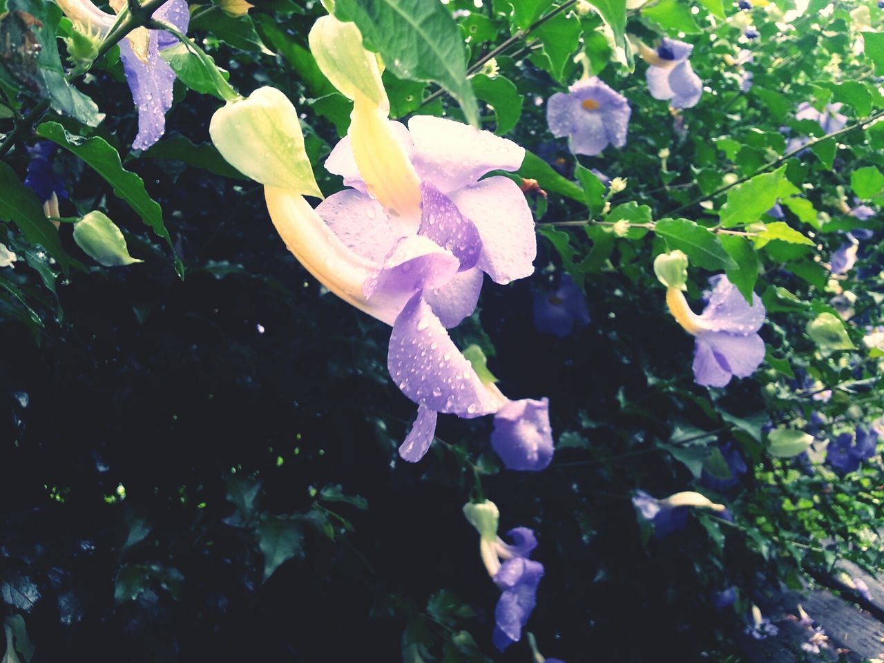 flower, petal, fragility, freshness, growth, beauty in nature, flower head, blooming, plant, nature, purple, high angle view, close-up, water, leaf, in bloom, day, outdoors, no people, pink color