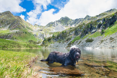 View of a turtle in water against mountain range