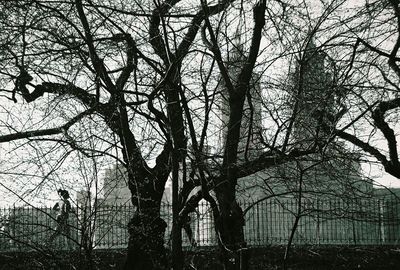 Low angle view of bare trees against sky