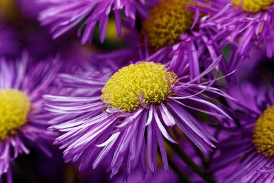 Close-up of purple flowering plant