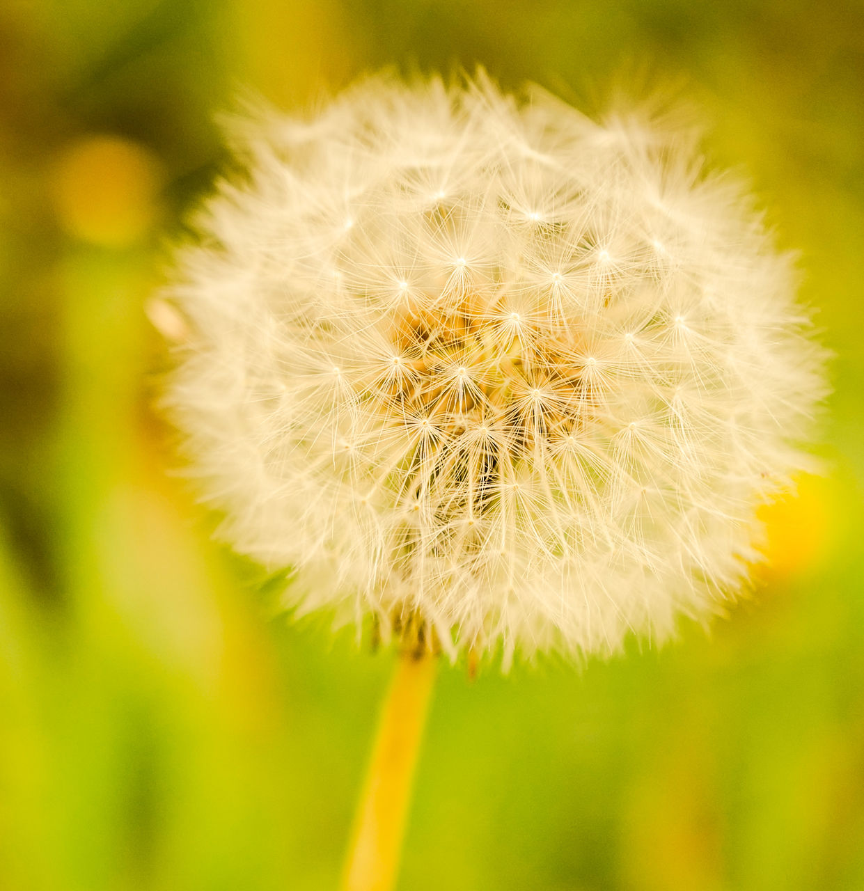 flower, plant, dandelion, flowering plant, freshness, fragility, beauty in nature, close-up, nature, yellow, macro photography, focus on foreground, flower head, no people, inflorescence, growth, plant stem, seed, softness, grass, green, white, field, wildflower, dandelion seed, springtime, outdoors, positive emotion, day, petal, meadow, blossom, selective focus, environment