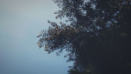 Low angle view of trees against sky