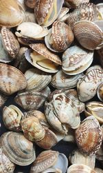 Full frame shot of seashells