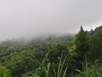 Scenic view of forest against sky