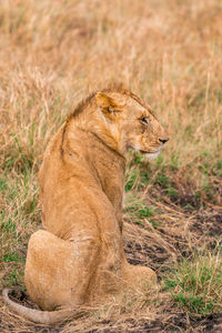 Side view of a cat sitting on grass