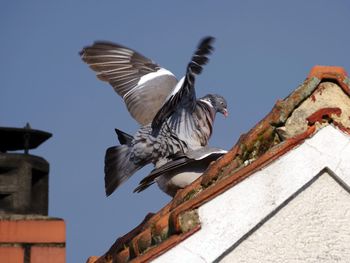 Low angle view of birds flying against sky