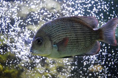 Close-up of fish swimming in aquarium