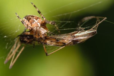 Close-up of spider on web