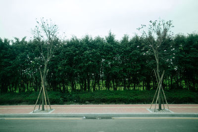 Trees growing in park