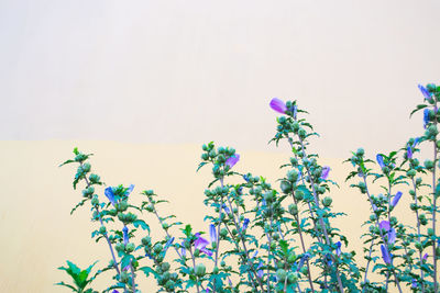 Low angle view of flower tree against sky