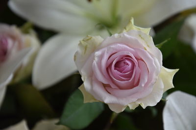 Close-up of rose bouquet