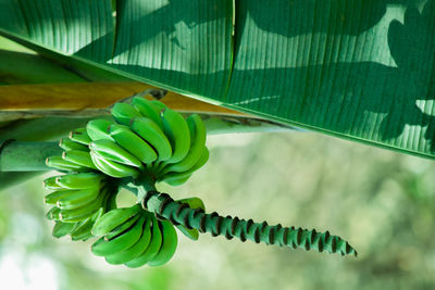 Close-up of banana tree