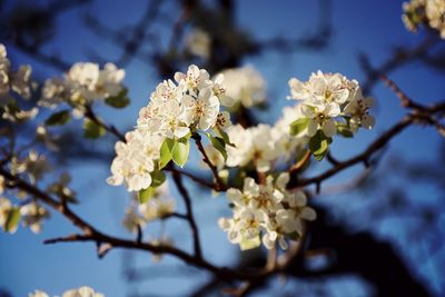 Close-up of white cherry blossom tree