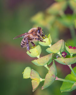 Close-up of bee pollinating on flower