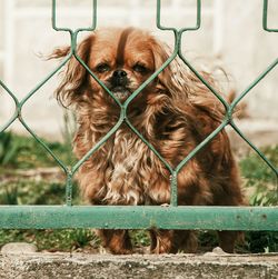 Close-up of dog