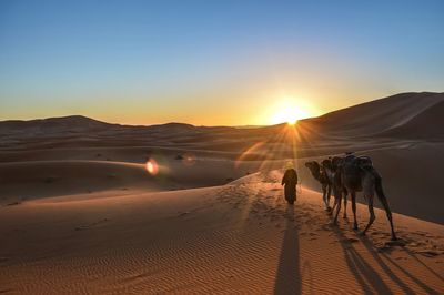 High angle view of man walking with camels in desert at merzouga