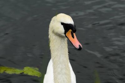 Close-up of swan on lake