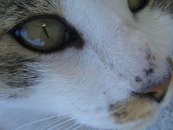 Close-up portrait of cat