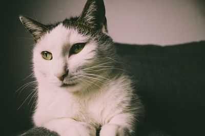 Close-up of cat sitting on sofa