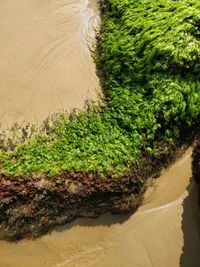 Plants growing in sand