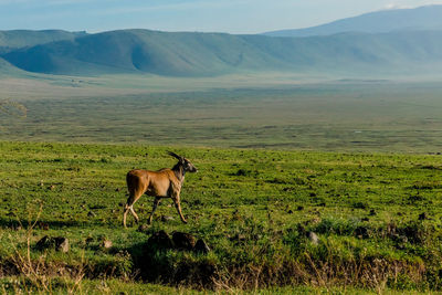 Animal on landscape