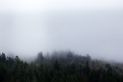 Trees in forest against sky during foggy weather