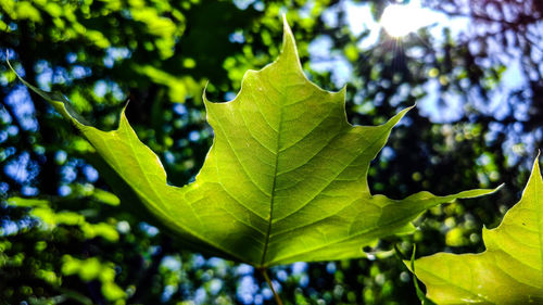 Close-up of maple leaves on tree