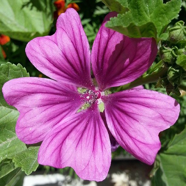 flower, petal, freshness, flower head, fragility, growth, close-up, pink color, beauty in nature, nature, blooming, plant, single flower, focus on foreground, pollen, leaf, stamen, in bloom, blossom, outdoors