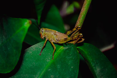 Close-up of insect on leaf