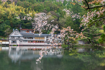 Kinrin lake with white sakura of cherry tree and hotel in spring at  mount yufu, yufuin. 
