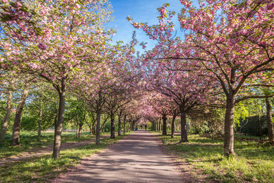 View of cherry blossom trees in park