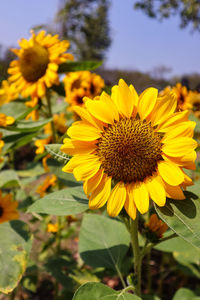 Close-up of yellow flowering plant on field